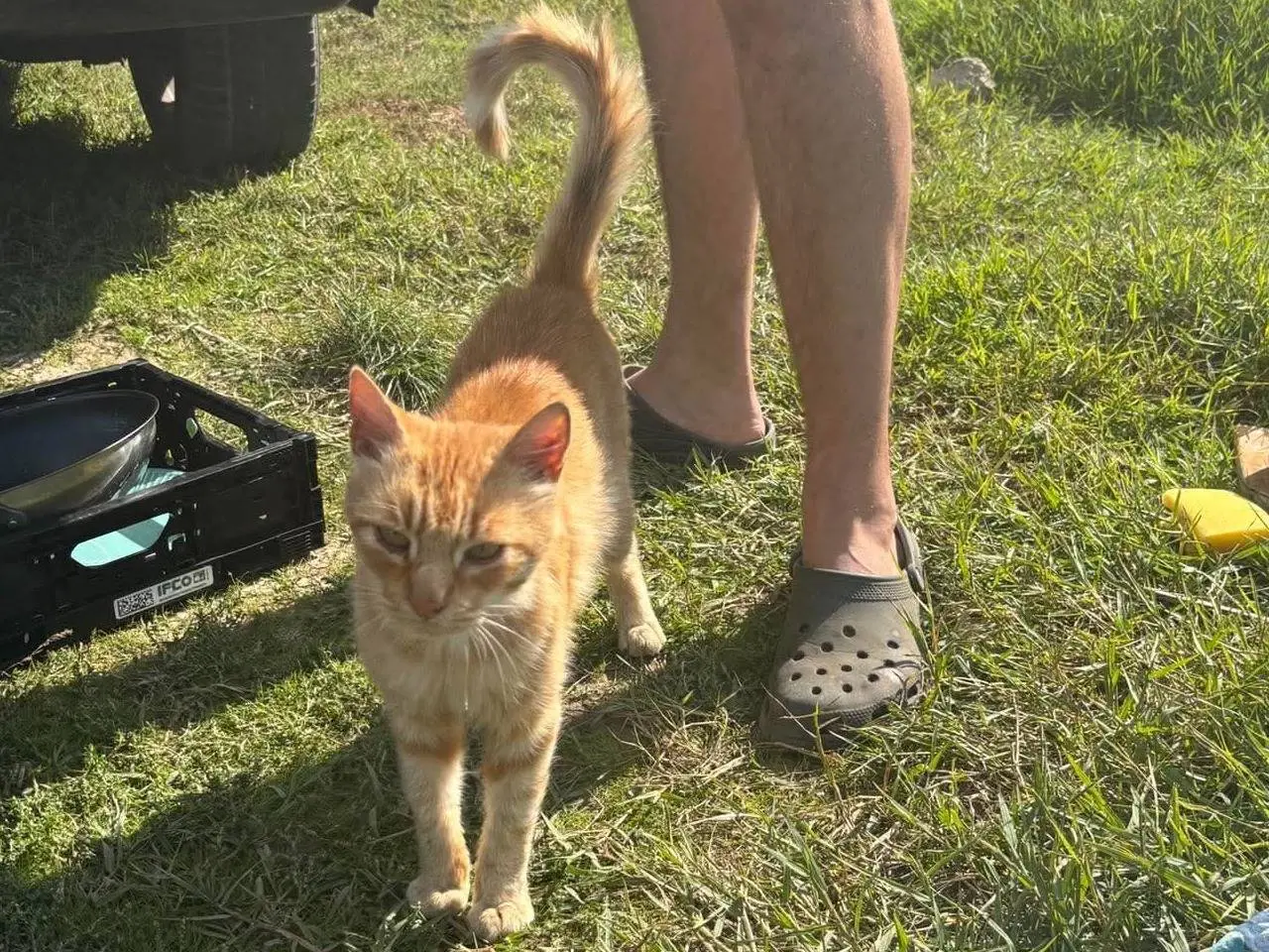 Adotta un gatto, maschio, 5 anni e 4 mesi, Viterbo