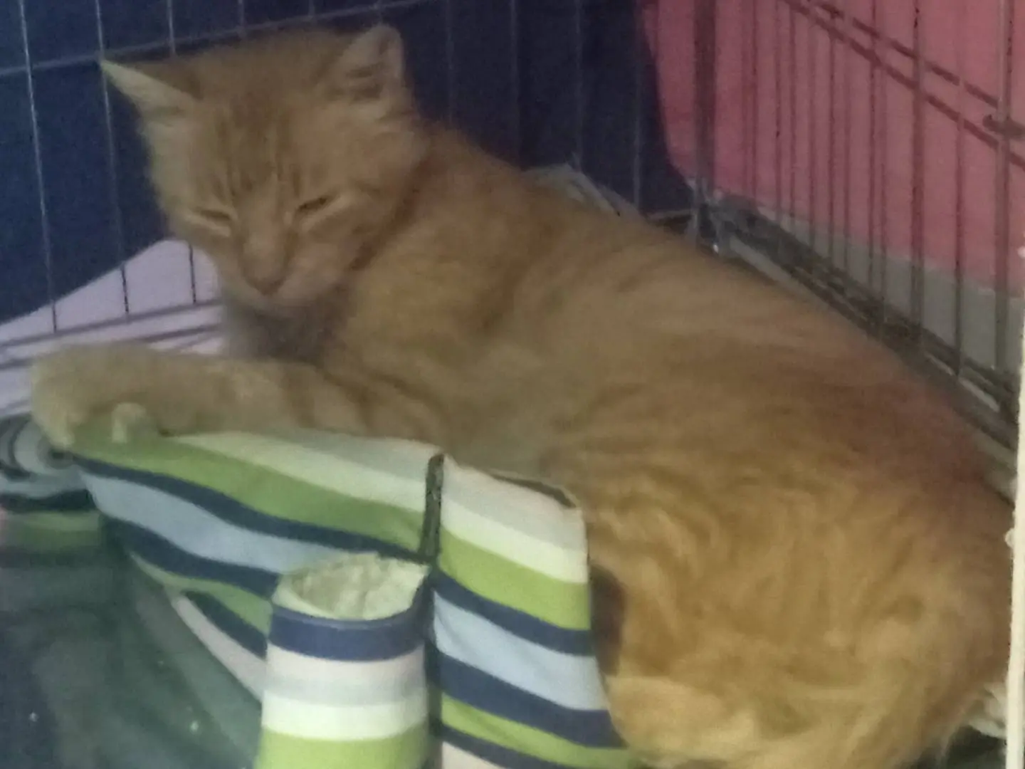 Adotta il gatto Udini a Viterbo