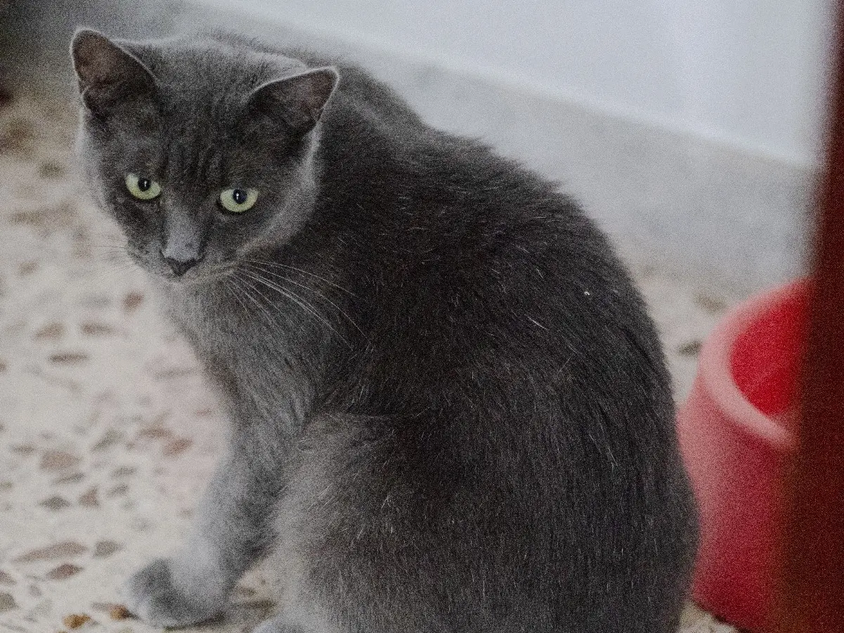 Adozione gatto, maschio, Razza sconosciuta Razza sconosciuta, 4 anni e 1 mese, taglia non valida, Bari