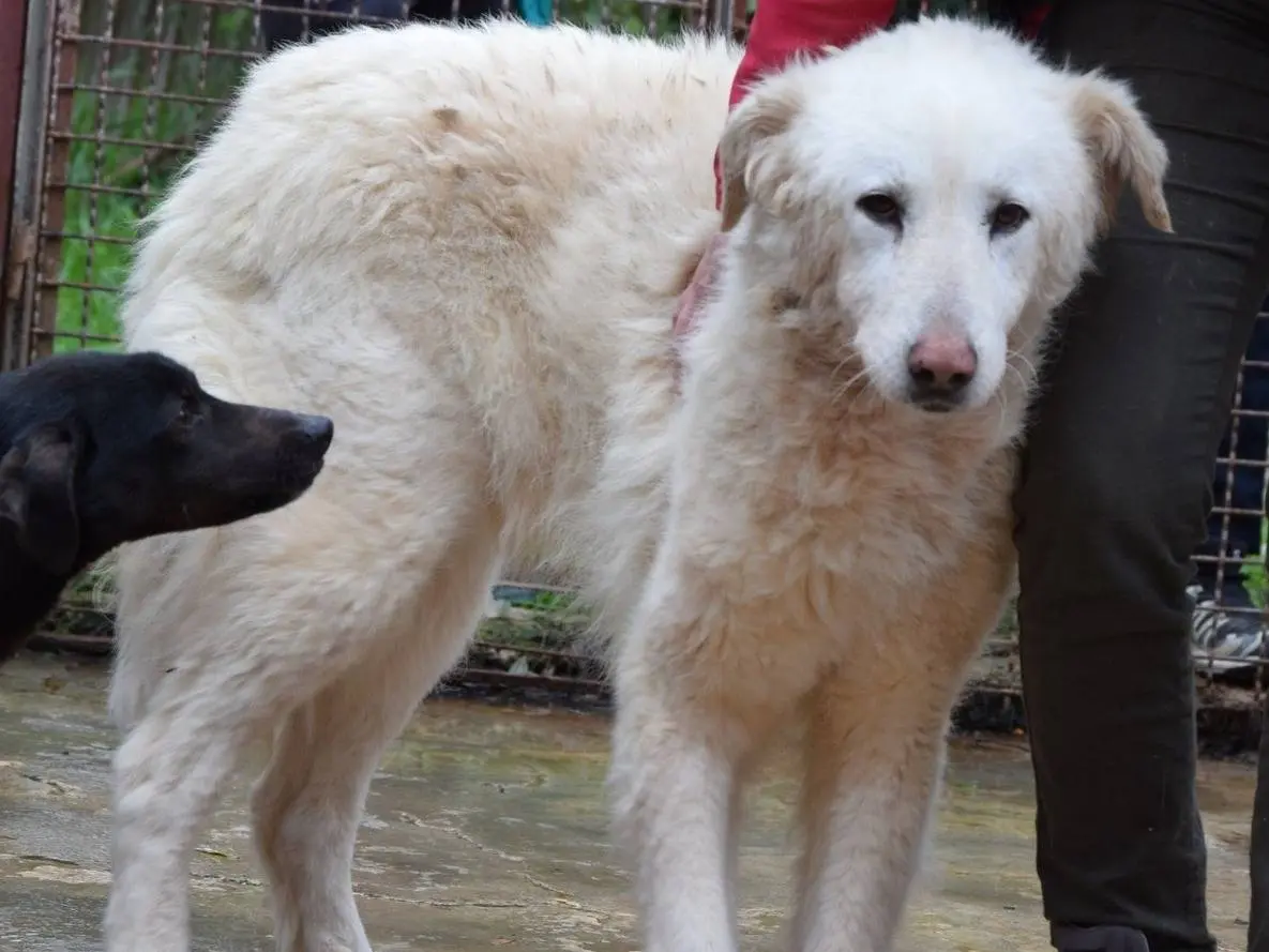 Adozione cane, femmina, Razza sconosciuta Razza sconosciuta, 12 anni e 9 mesi, taglia grande, Chieti
