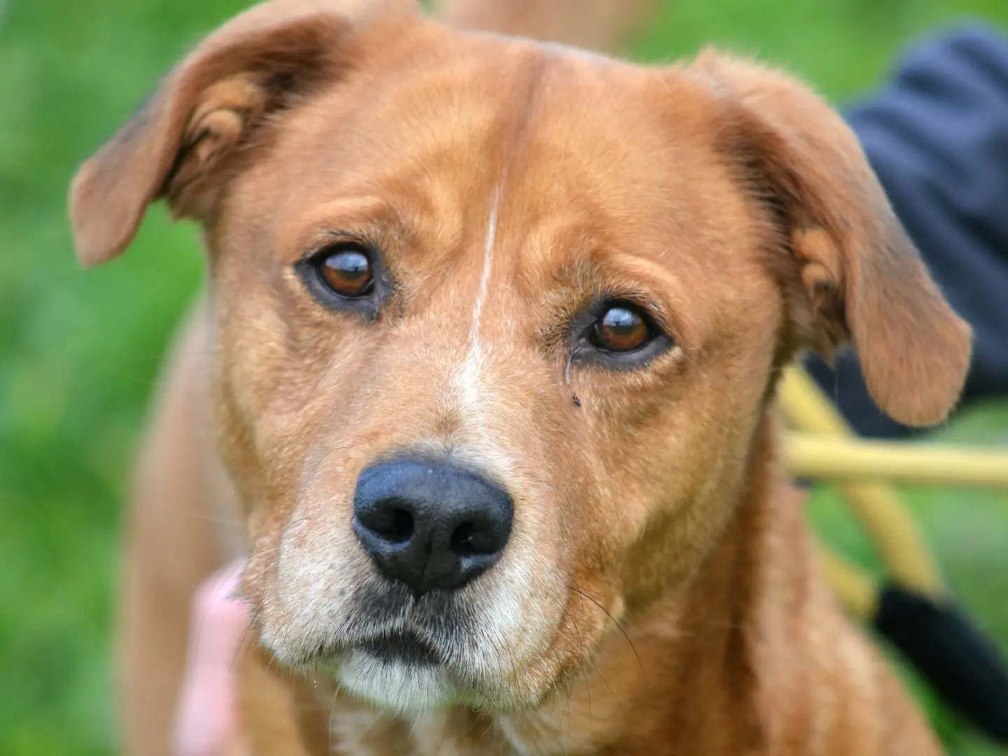 Adozione cane, maschio, Razza sconosciuta Razza sconosciuta, 6 anni e 3 mesi, taglia media, Roma
