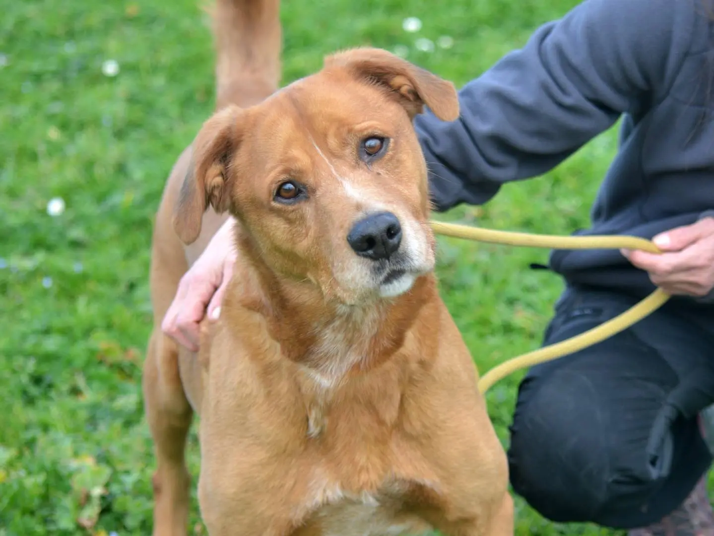 Adotta un cane, maschio, 6 anni e 3 mesi, Roma