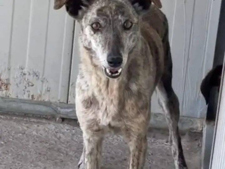 Adotta un cane, femmina, 7 anni e 2 mesi, Agrigento