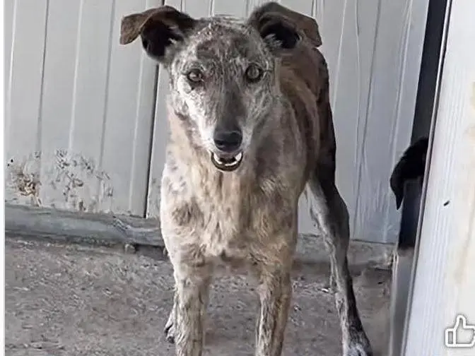 Adotta un cane, taglia media, femmina, Agrigento