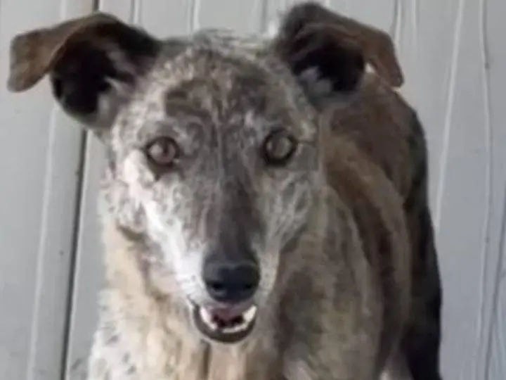 Adozione cane, femmina, Levriero Spagnolo (Galgo) Razza sconosciuta, 7 anni e 2 mesi, taglia media, Agrigento