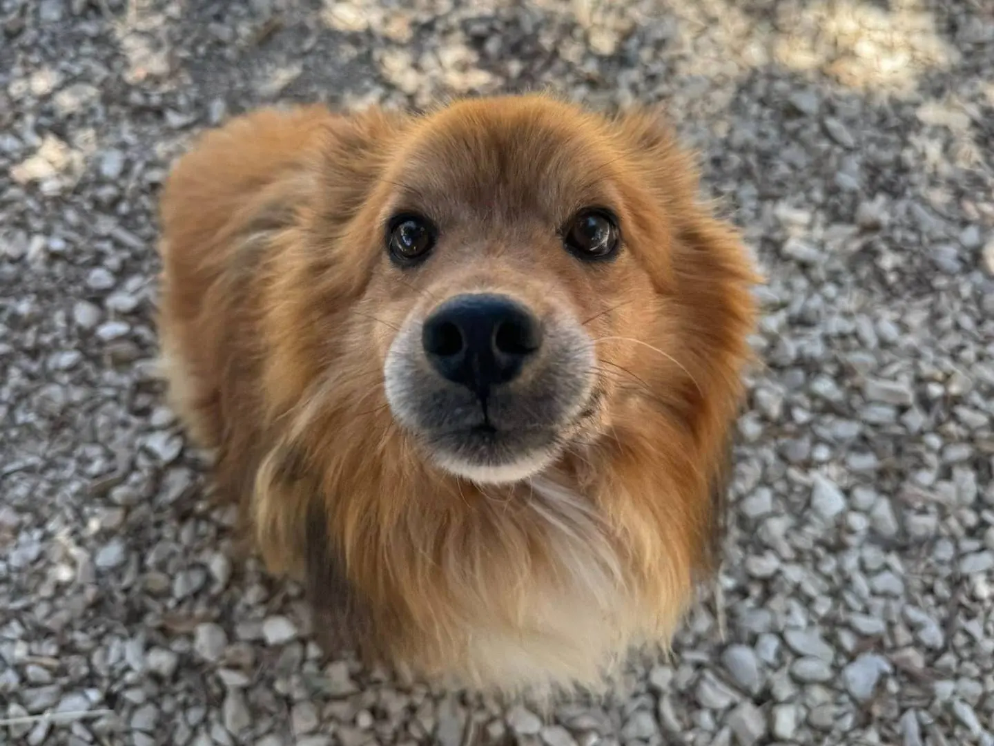Adozione cane, maschio, Volpino di Pomerania Razza sconosciuta, 9 anni e 4 mesi, taglia media contenuta, Matera