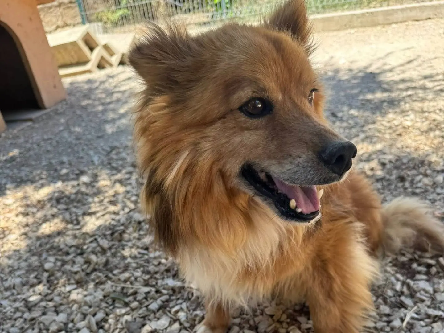 Adotta un cane, maschio, 9 anni e 4 mesi, Matera