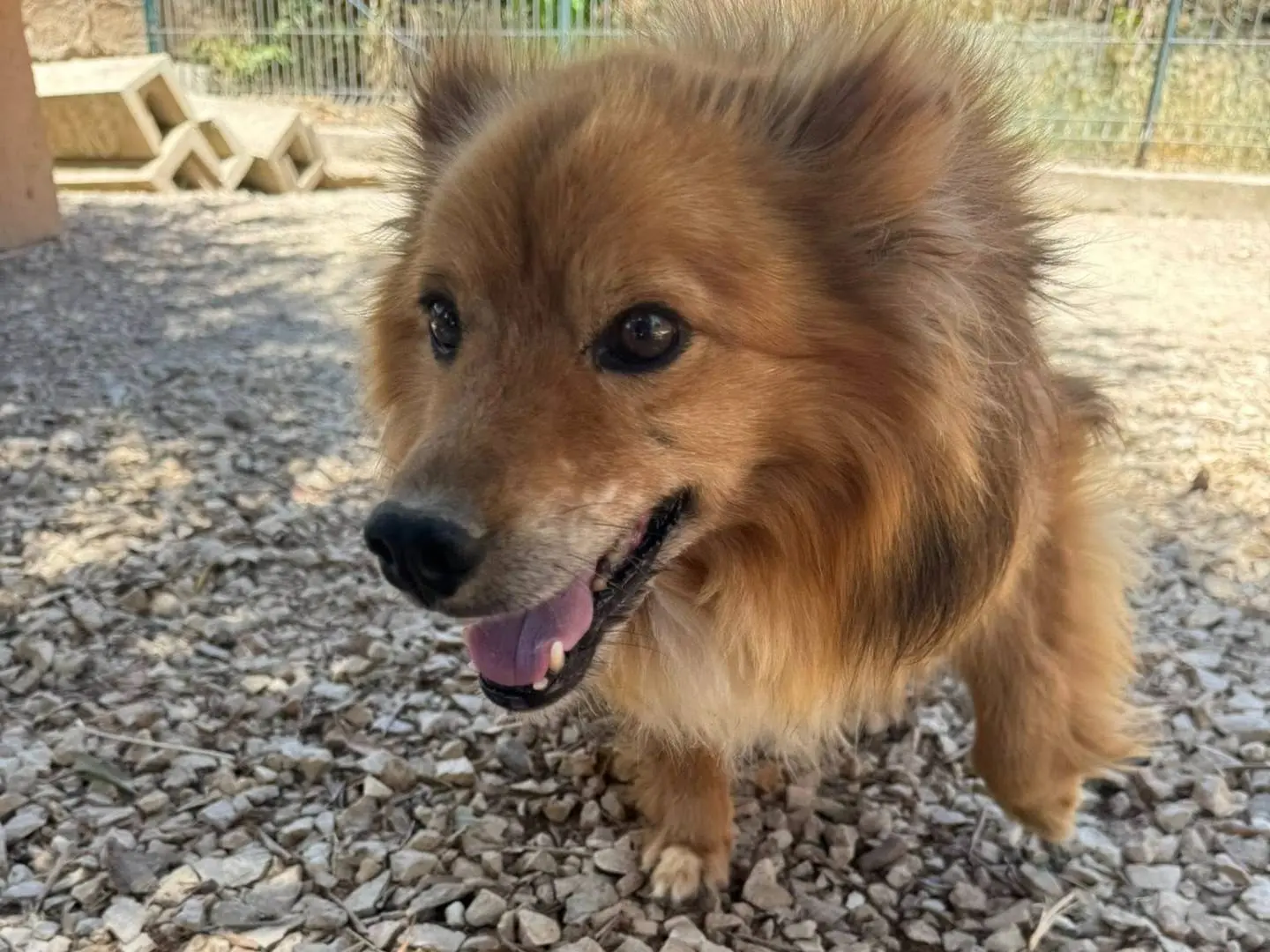 Adotta un cane, taglia media contenuta, maschio, Matera