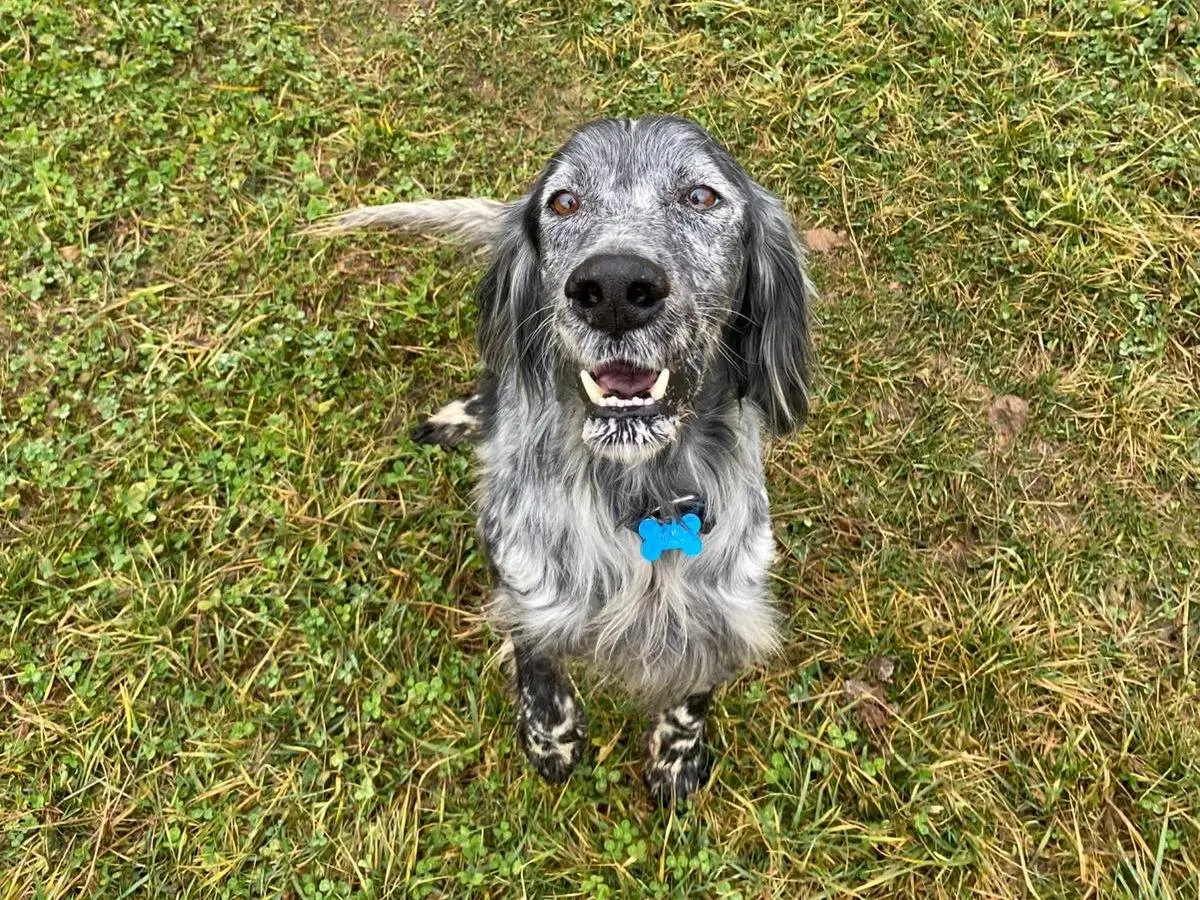 Adotta un cane, maschio, 6 anni e 2 mesi, Milano