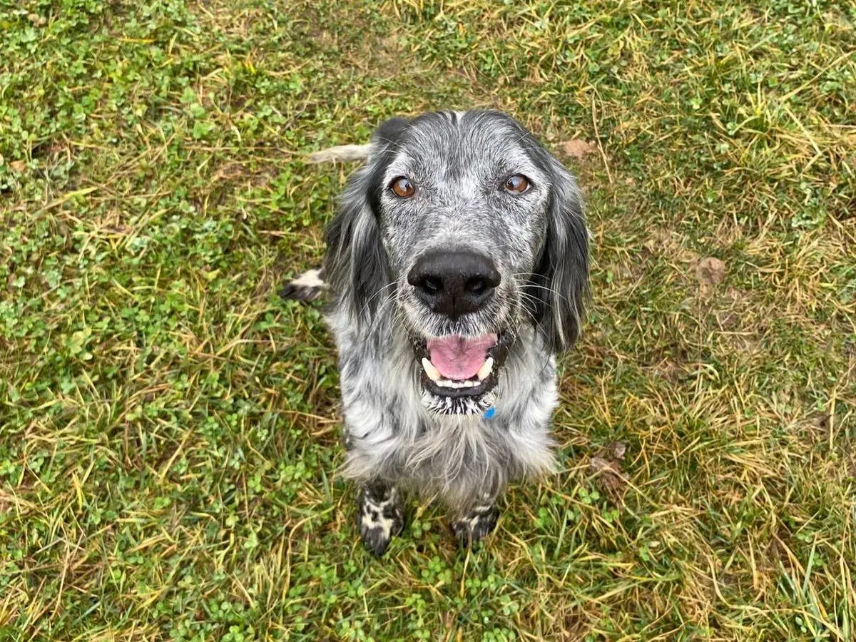 Adozione cane, maschio, Setter Inglese Razza sconosciuta, 6 anni e 2 mesi, taglia media, Milano