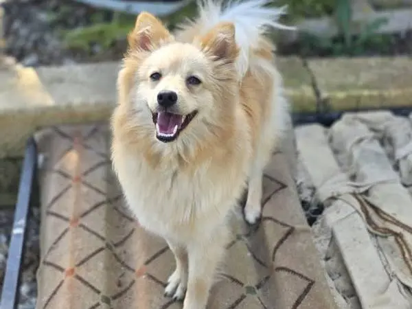 Adozione cane, maschio, Razza sconosciuta Razza sconosciuta, 1 anno e 10 mesi, taglia piccola, Catania