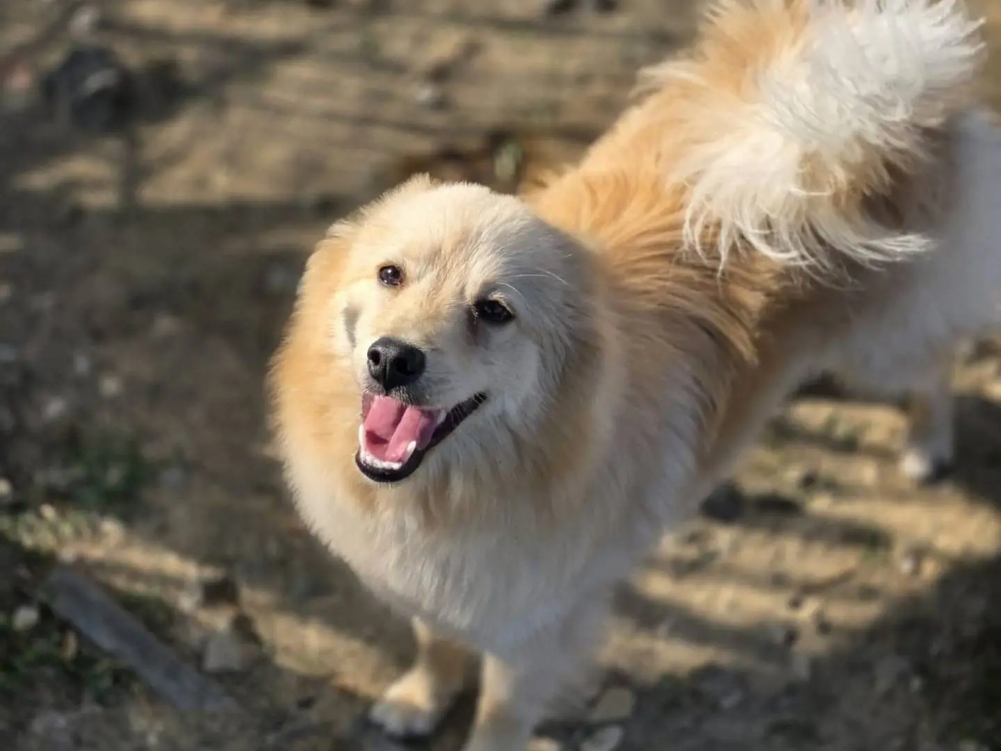 Adotta un cane, maschio, 1 anno e 10 mesi, Catania