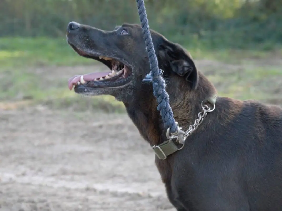 Adotta un cane, taglia media, femmina, Viterbo