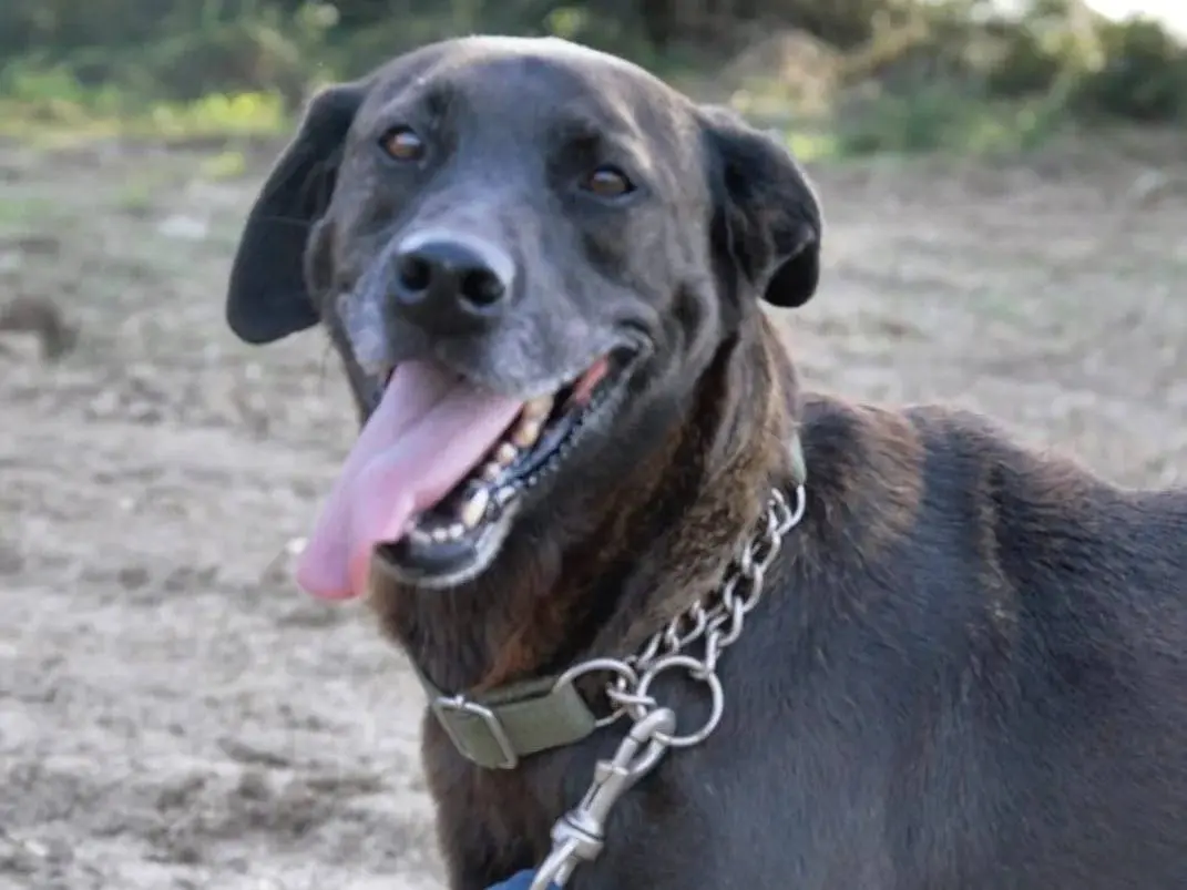 Adotta un cane, femmina, 11 anni e 6 mesi, Viterbo