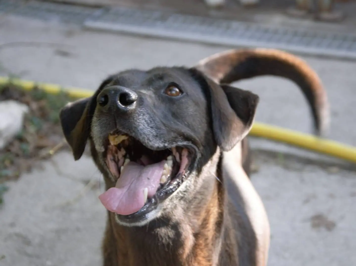Adozione cane, femmina, Labrador Retriever Razza sconosciuta, 11 anni e 6 mesi, taglia media, Viterbo