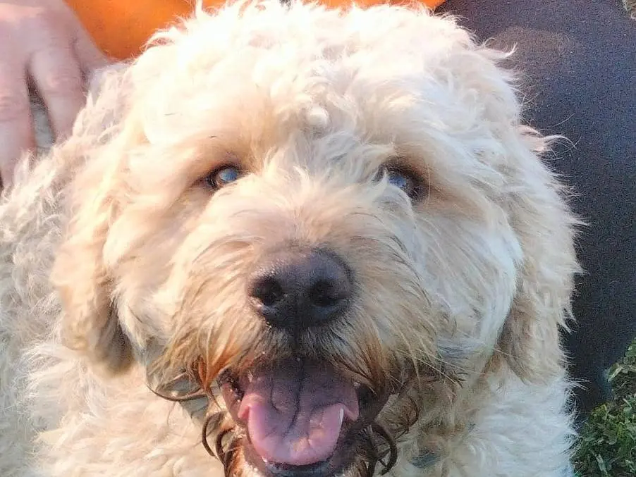 Adozione cane, maschio, Lagotto Razza sconosciuta, 2 anni e 4 mesi, taglia media contenuta, Frosinone