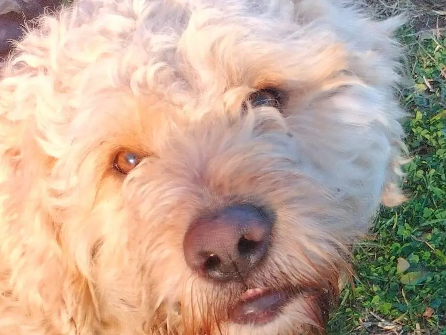 Adotta un cane, maschio, 2 anni e 4 mesi, Frosinone