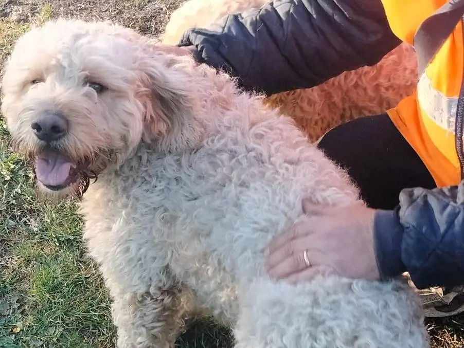 Adotta un cane, taglia media contenuta, maschio, Frosinone