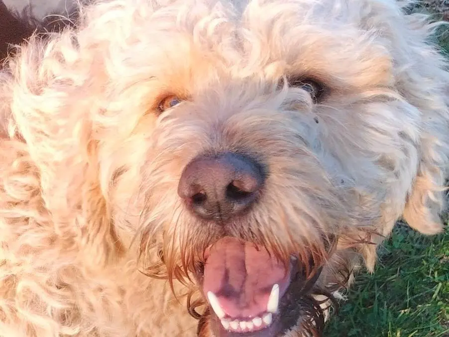 Vuoi adottare un cane a Frosinone?