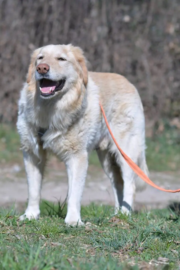 Vuoi adottare un cane a Como?