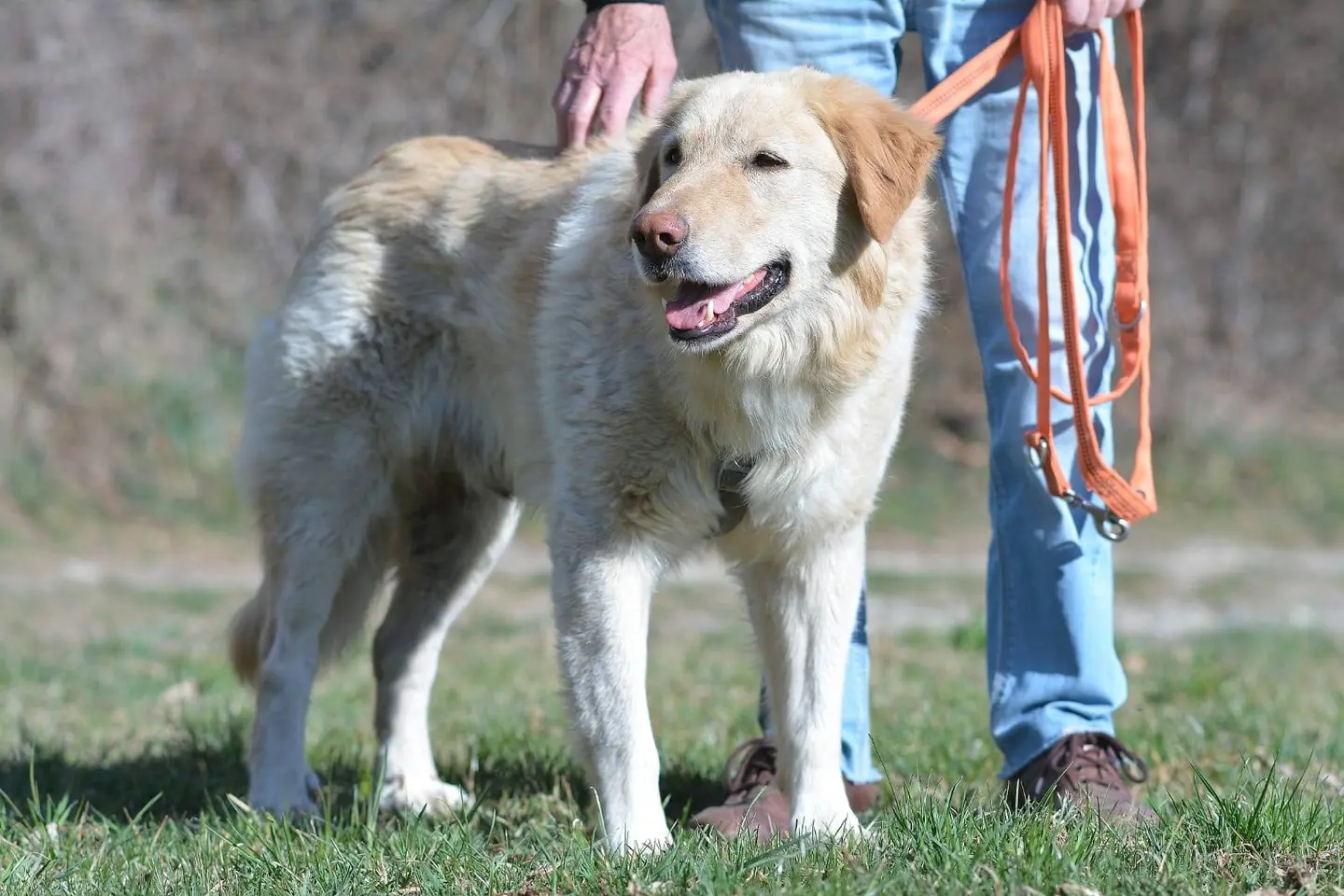 Adotta un cane, maschio, 9 anni e 4 mesi, Como