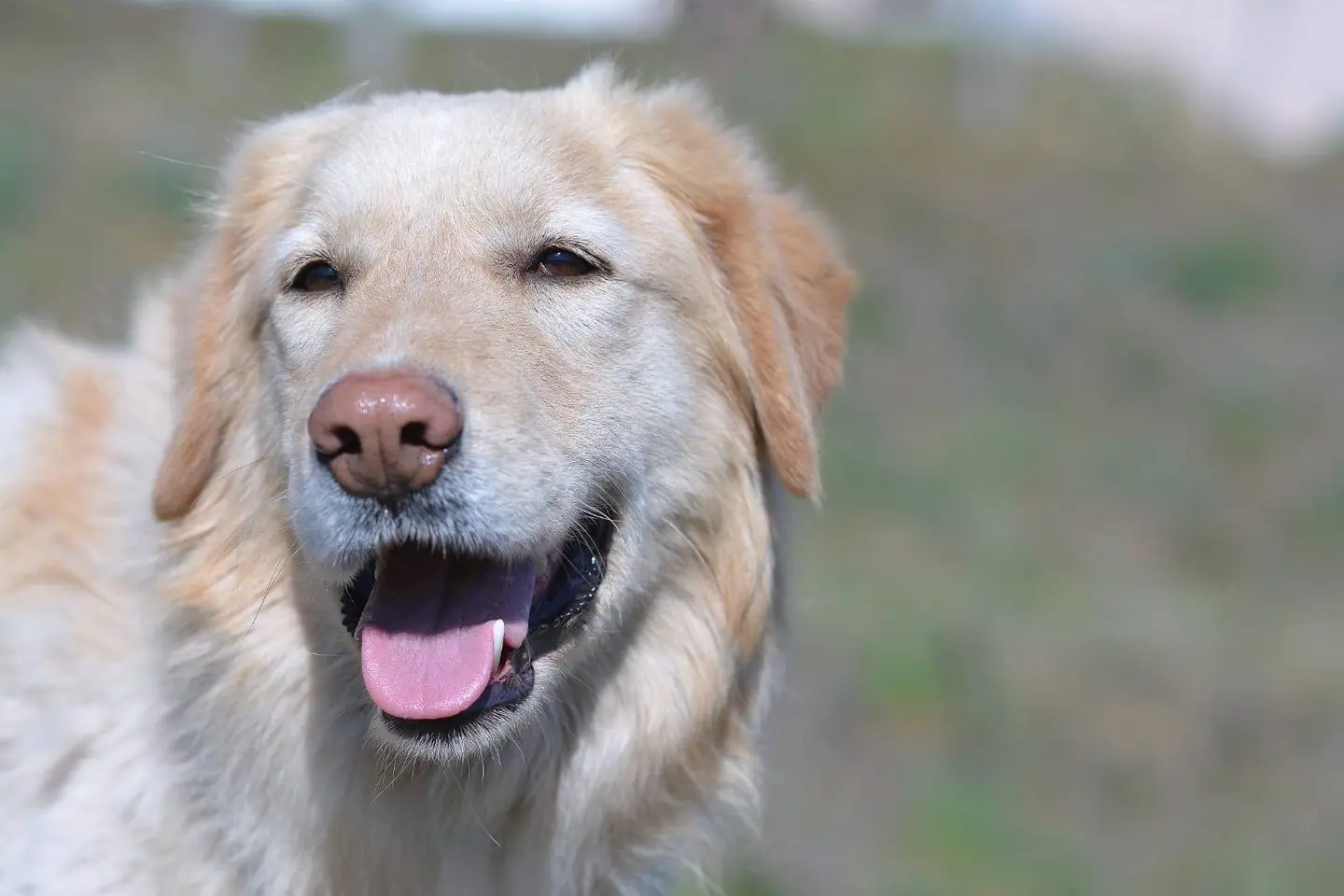 Adozione cane, maschio, meticcio, 9 anni e 4 mesi, taglia media, Como