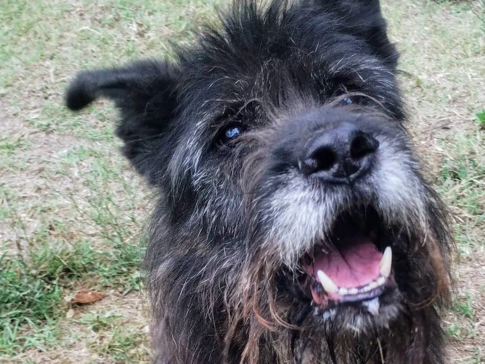 Adozione cane, maschio, Schnauzer Razza sconosciuta, 6 anni e 4 mesi, taglia grande, Viterbo