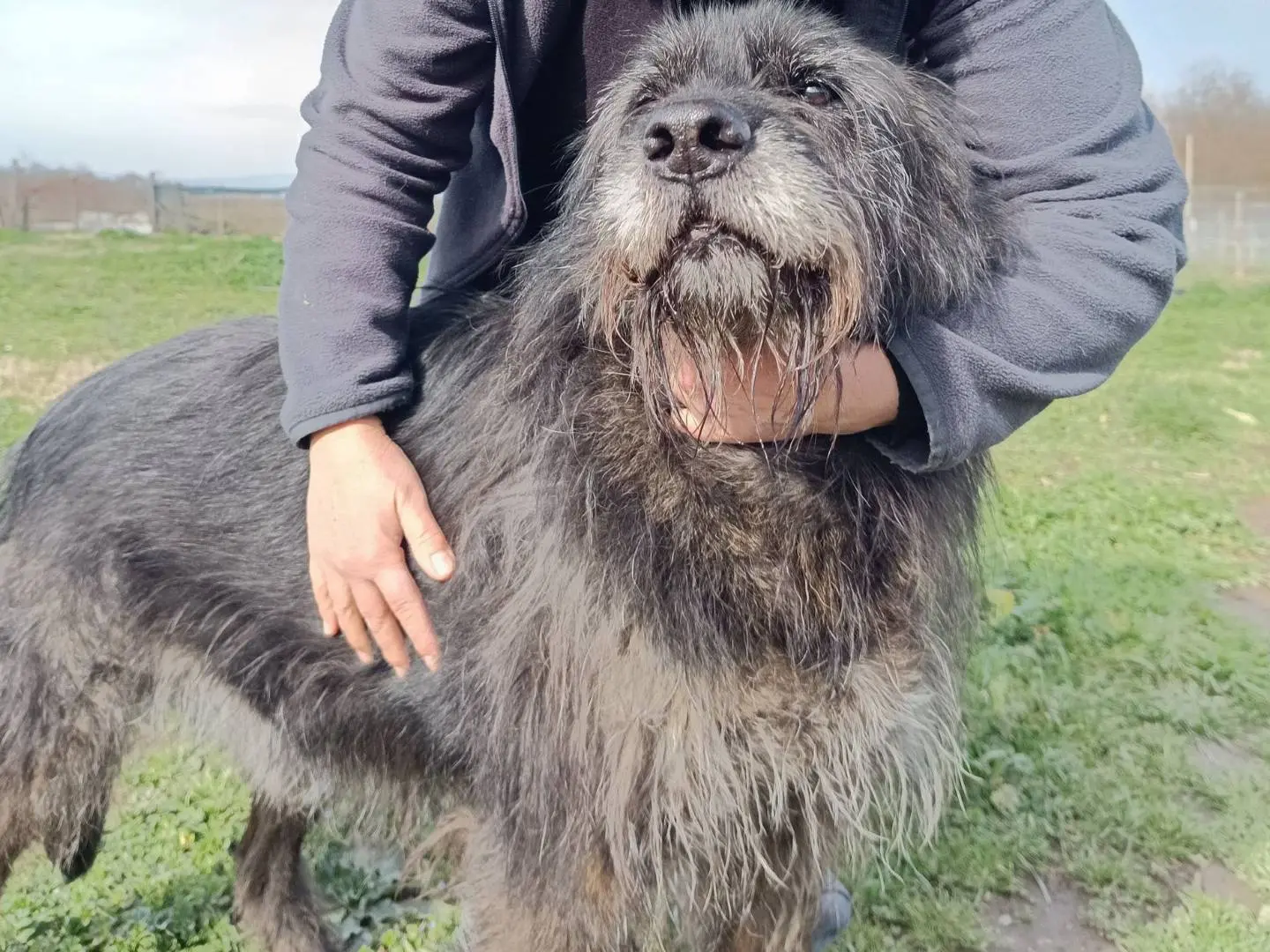 Adotta un cane, maschio, 6 anni e 4 mesi, Viterbo
