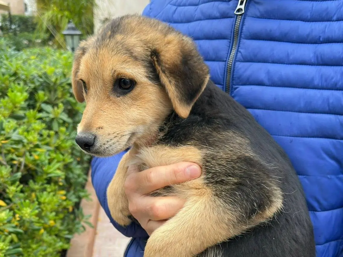 Adotta un cane, maschio, 9 mesi, Crotone