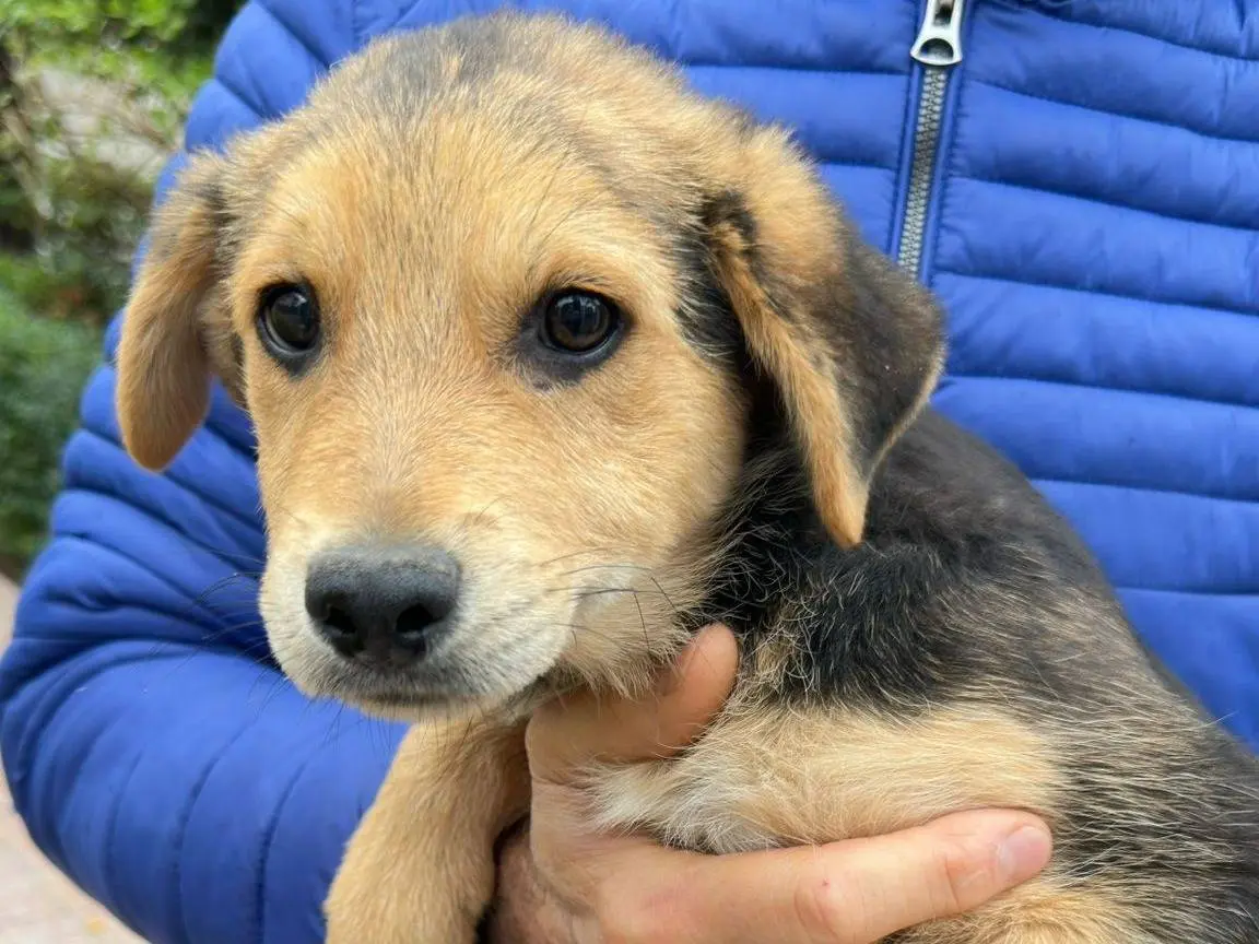 Adozione cane, maschio, Razza sconosciuta Razza sconosciuta, 9 mesi, taglia media, Crotone