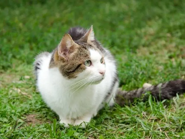 Foto 1 dell'animale