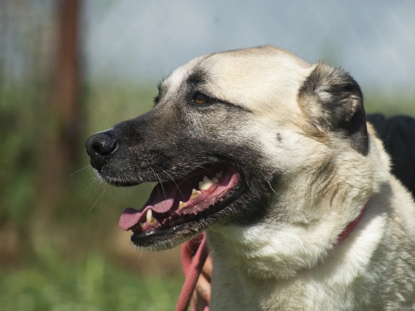 Adotta un cane, femmina, 6 anni e 9 mesi, Roma