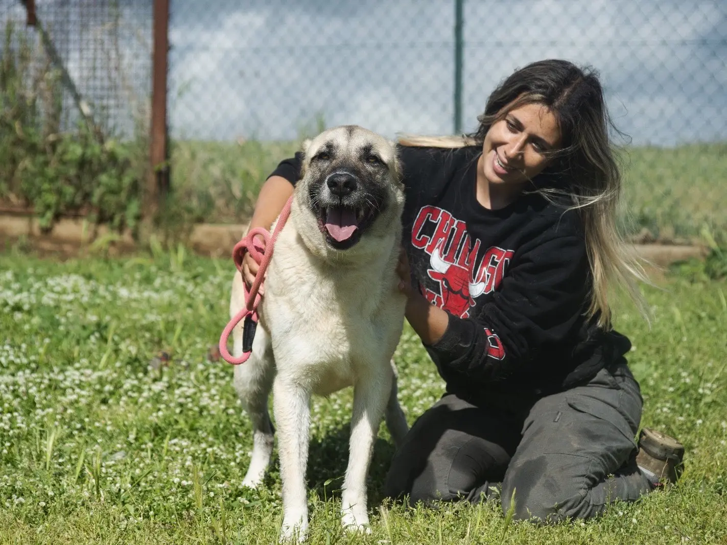 Adozione cane, femmina, meticcio, 6 anni e 9 mesi, taglia grande, Roma