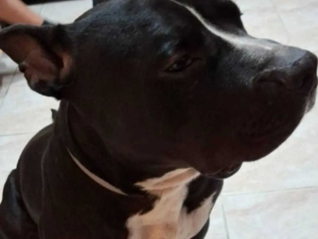 Adotta un cane, taglia grande, maschio, Mantova