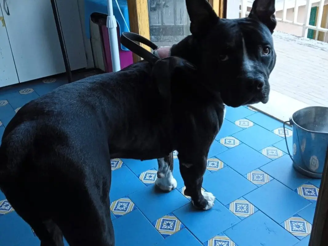 Adozione cane, maschio, Amstaff Razza sconosciuta, 3 anni e 4 mesi, taglia grande, Mantova