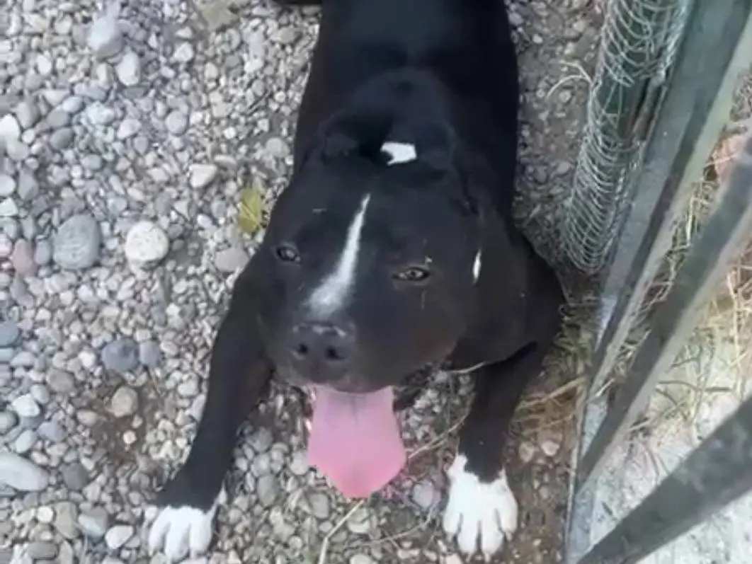 Adotta un cane, maschio, 3 anni e 4 mesi, Mantova