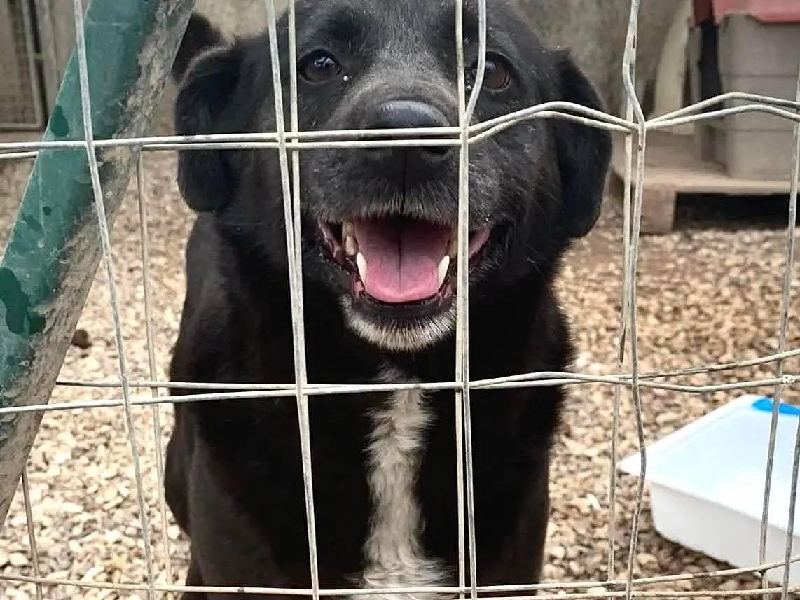 Adozione cane, femmina, Razza sconosciuta Razza sconosciuta, 6 anni e 7 mesi, taglia media, Taranto