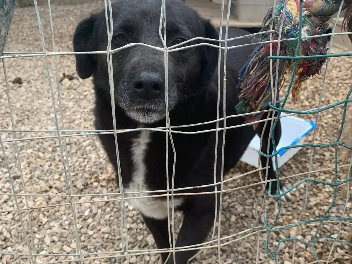 Adotta un cane, femmina, 6 anni e 7 mesi, Taranto