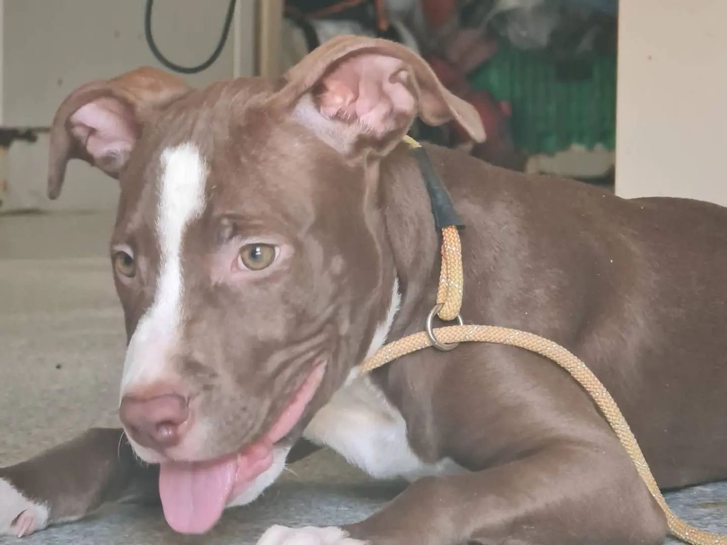 Adotta il cane Bruno a Trapani