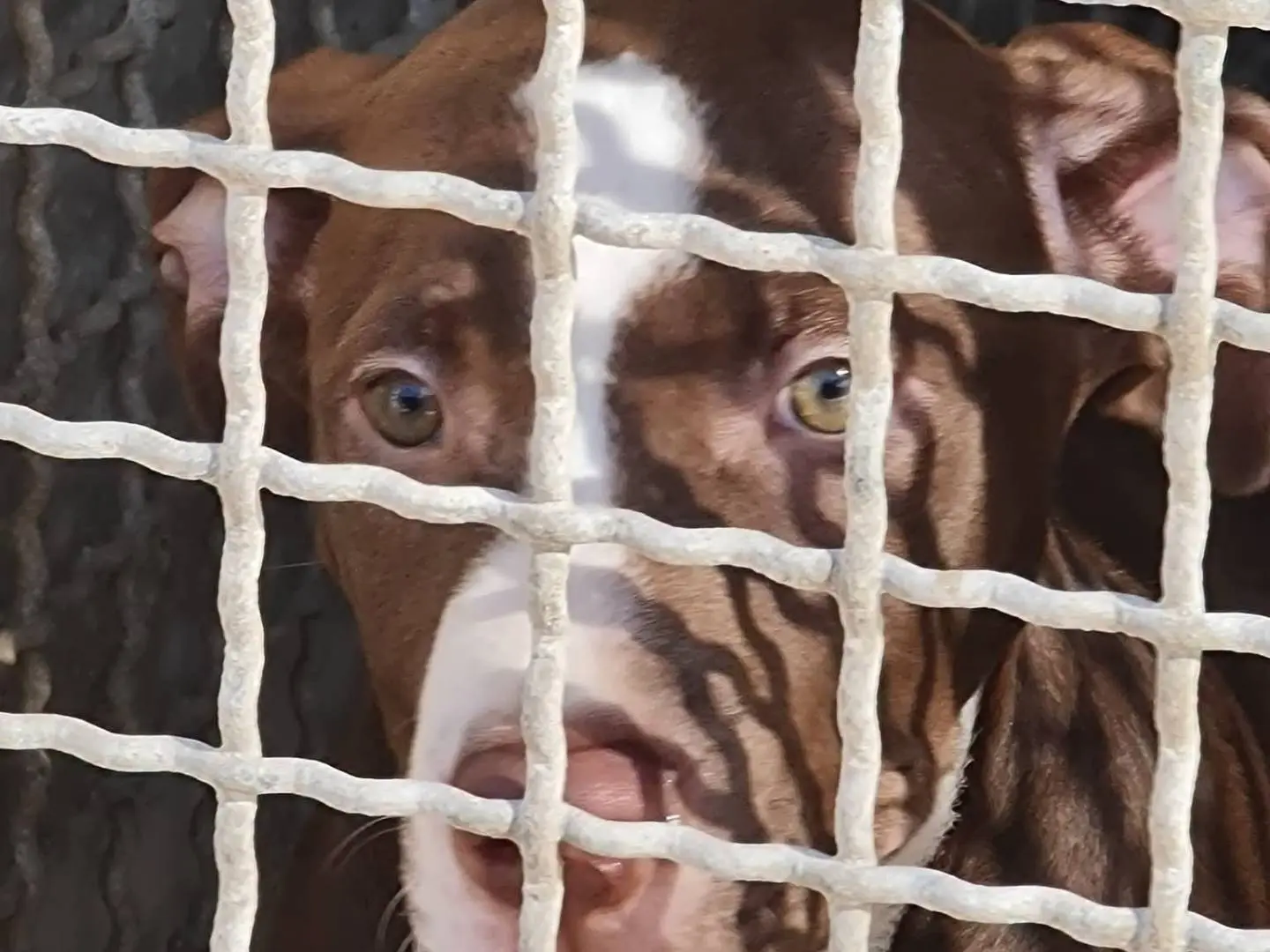Adozione cane, maschio, Pitbull Razza sconosciuta, 2 mesi, taglia media, Trapani
