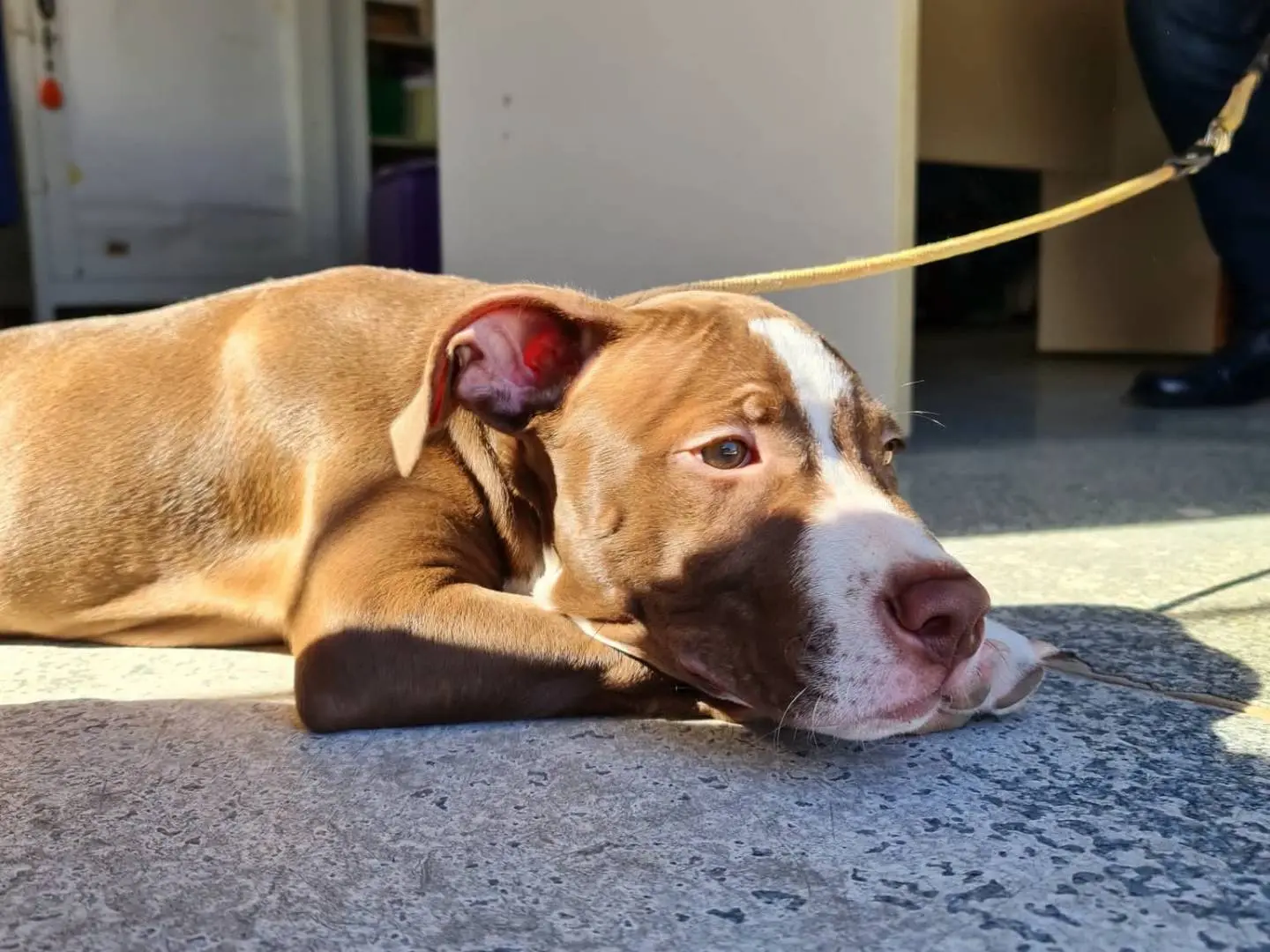 Adotta un cane, maschio, 2 mesi, Trapani