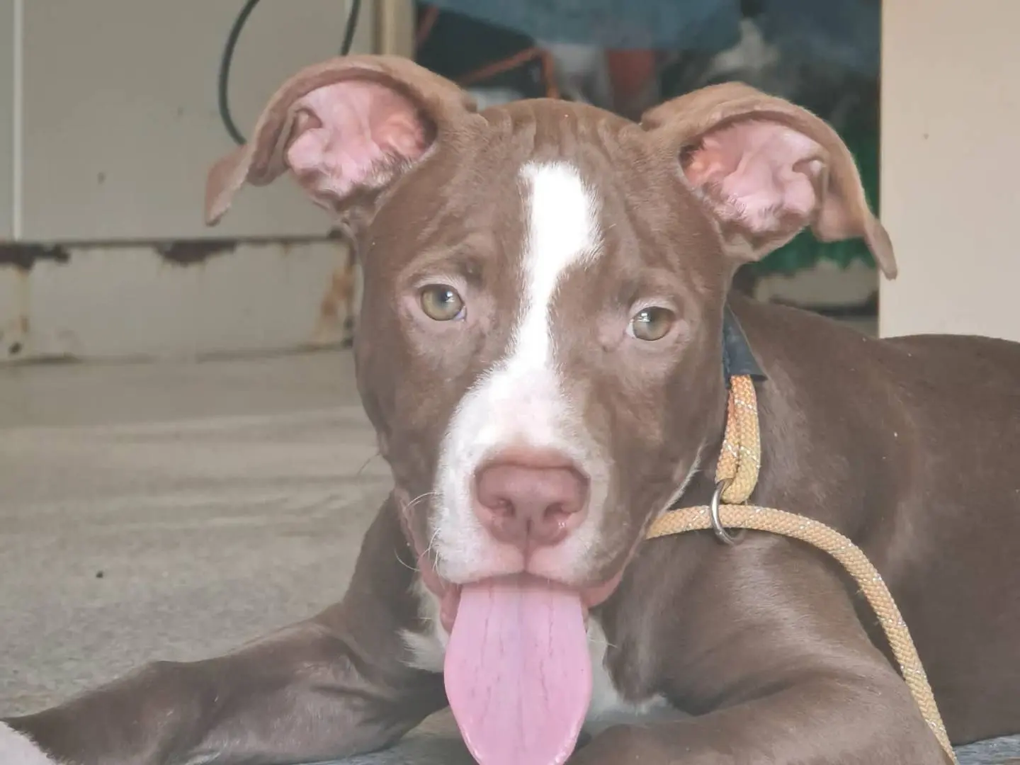 Vuoi adottare un cane a Trapani?