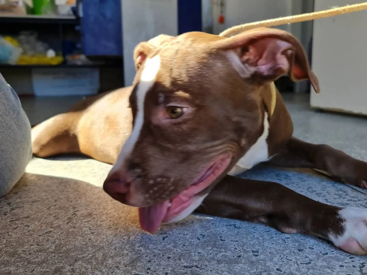 Adotta un cane, taglia media, maschio, Trapani