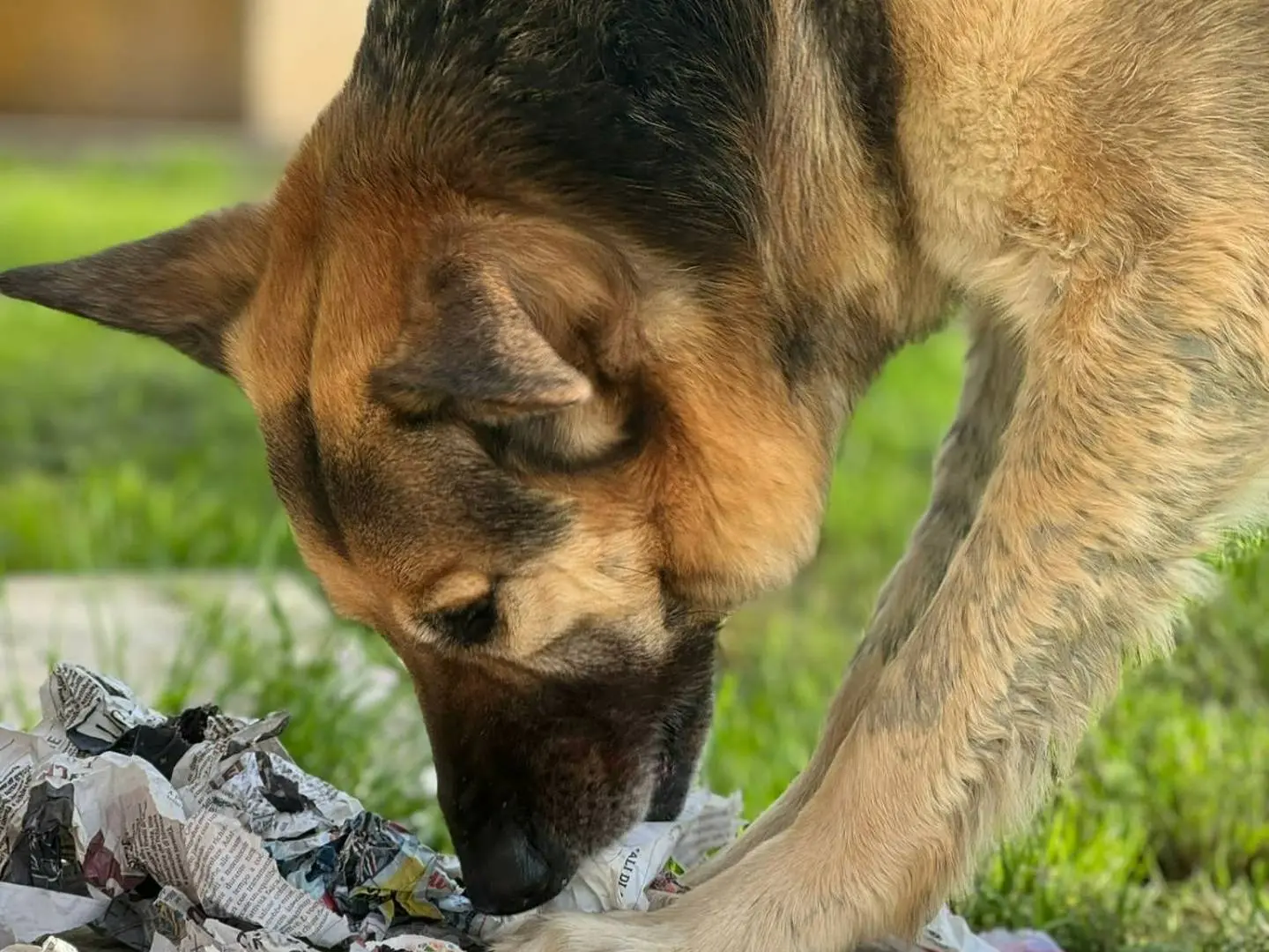 Adotta un cane, taglia gigante, maschio, Bologna