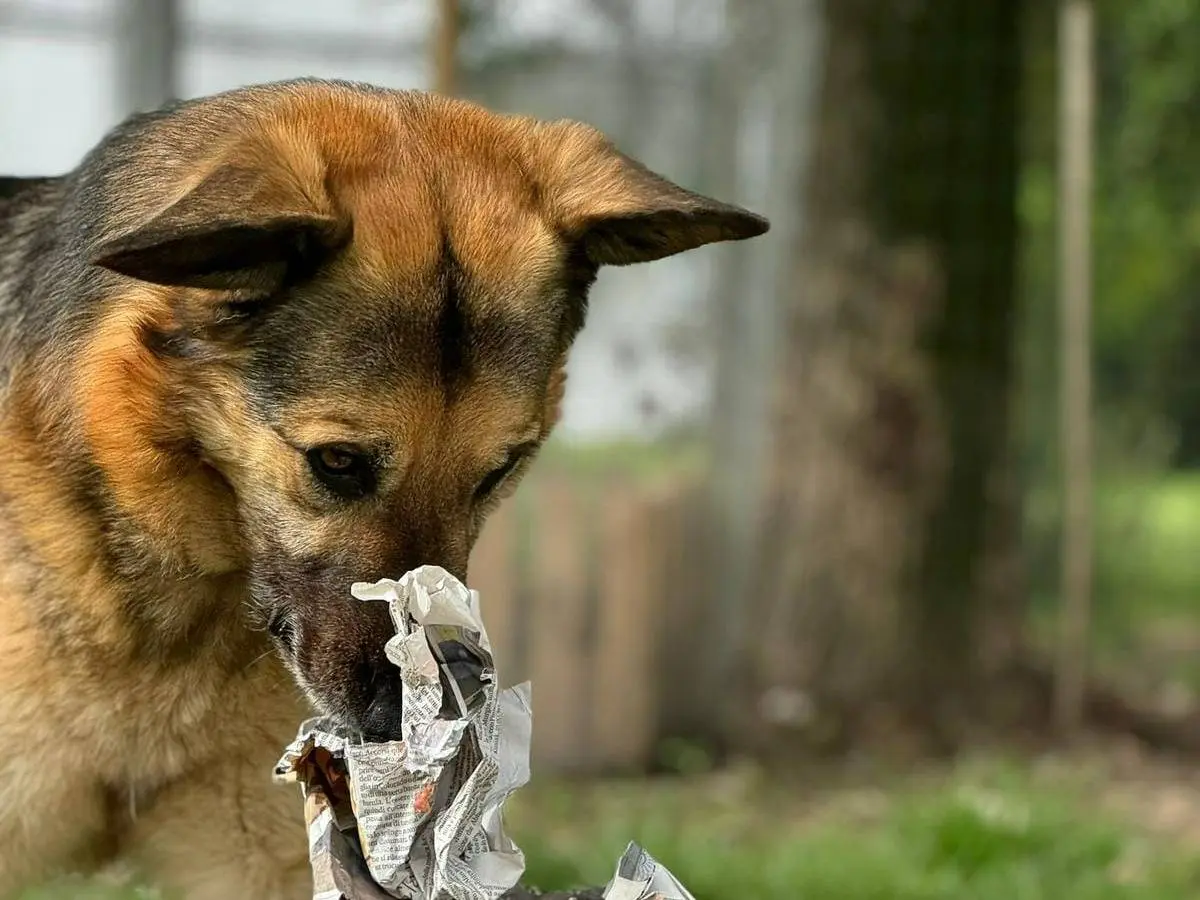 Vuoi adottare un cane a Bologna?