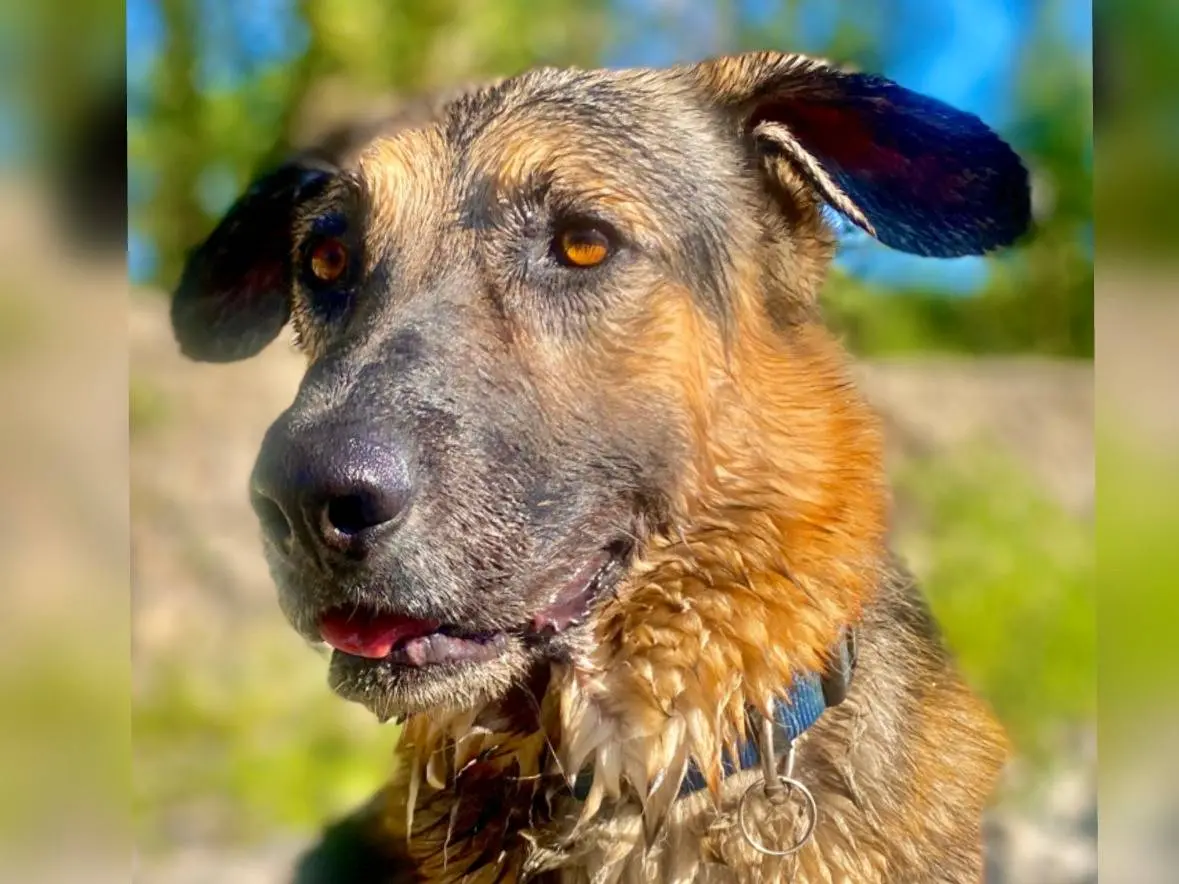 Adozione cane, maschio, Pastore tedesco Razza sconosciuta, 6 anni e 5 mesi, taglia gigante, Bologna
