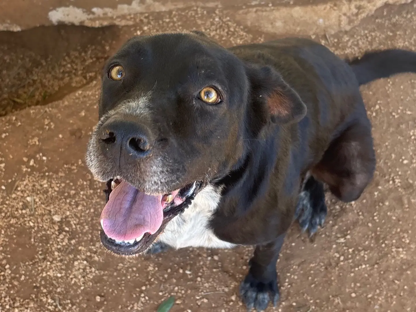 Adozione cane, femmina, Razza sconosciuta Razza sconosciuta, 7 anni e 7 mesi, taglia grande, Taranto