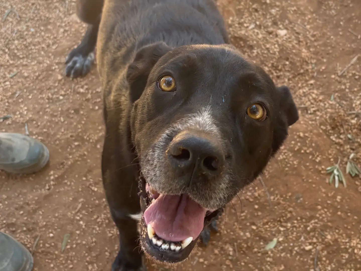 Adotta un cane, femmina, 7 anni e 7 mesi, Taranto