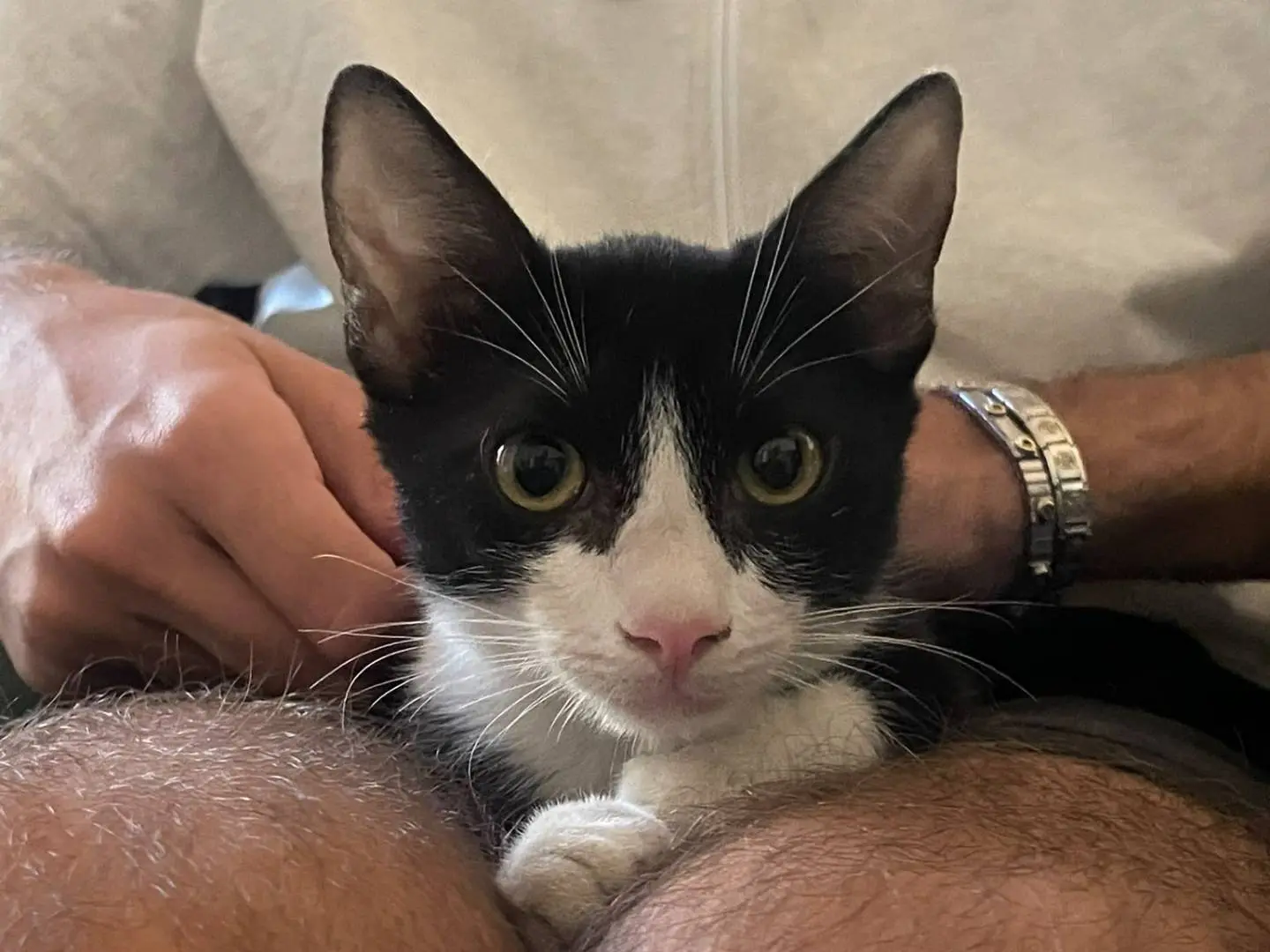 Adozione gatto, maschio, Razza sconosciuta Razza sconosciuta, 5 mesi, taglia non valida, Bari