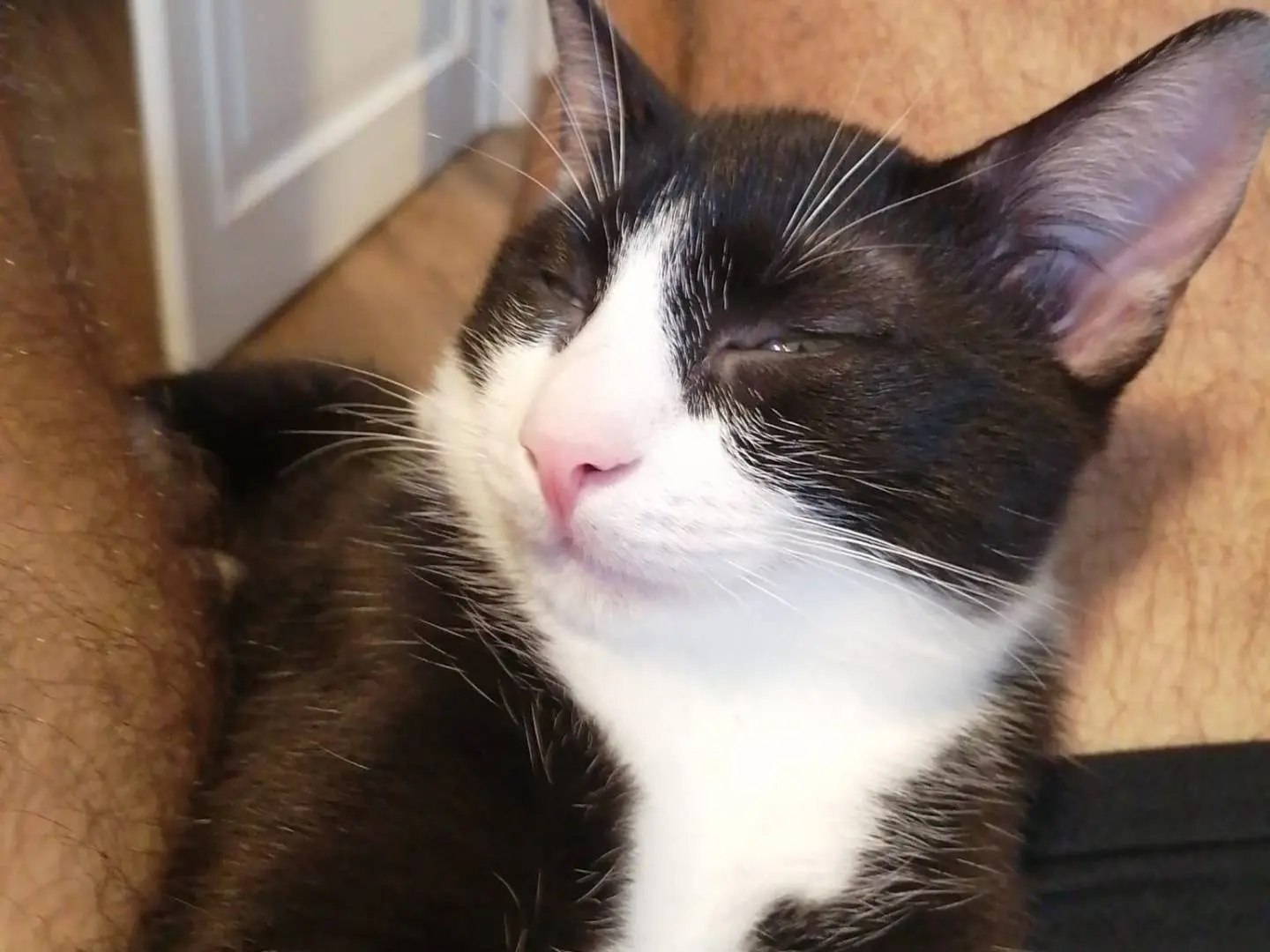 Adotta un gatto, maschio, 5 mesi, Bari